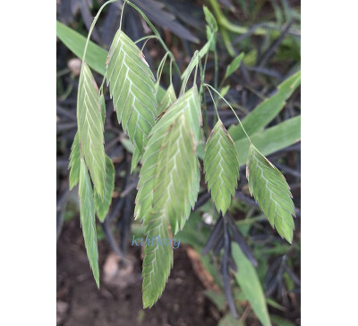 Хасмантіум широколисний (Chasmanthium latifolium)